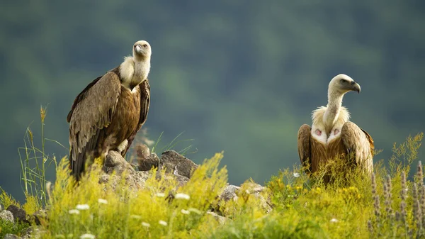 Due maestosi avvoltoi grifoni seduti sulle rocce in estate. — Foto Stock