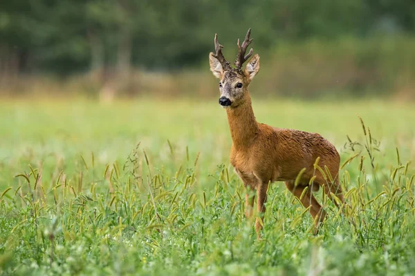 Territorial corzo ciervo viendo en el campo en la naturaleza de verano. — Foto de Stock