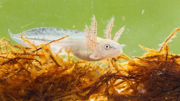 Larva de tritón crestada del Danubio nadando en el pantano bajo el agua. —  Fotos de Stock