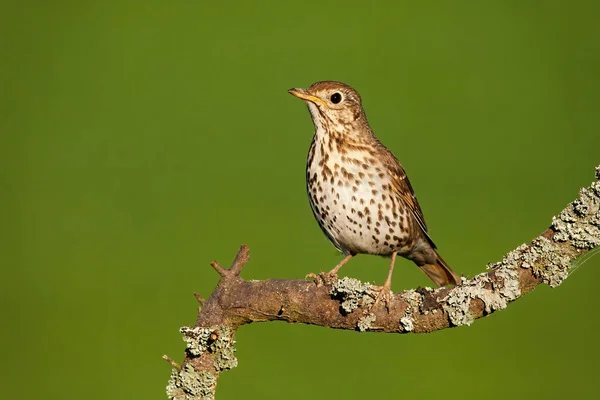 Canción tordo sentado en rama en la naturaleza veraniega. — Foto de Stock