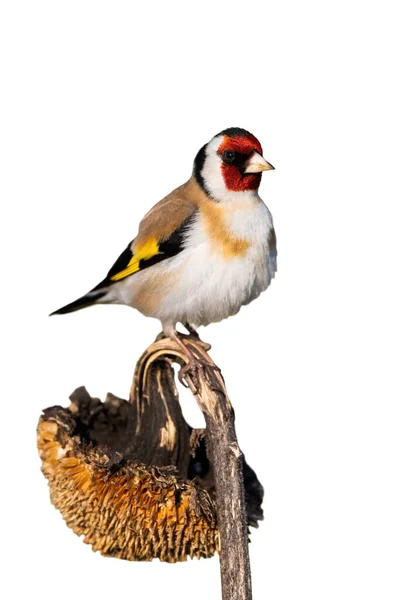 European goldfinch sitting on dry sunflower isolated on white background. — Stock Photo, Image