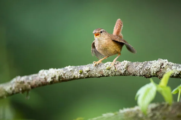 Eurazjatycki wren wzywa na gałąź w wiosennej przyrodzie. — Zdjęcie stockowe