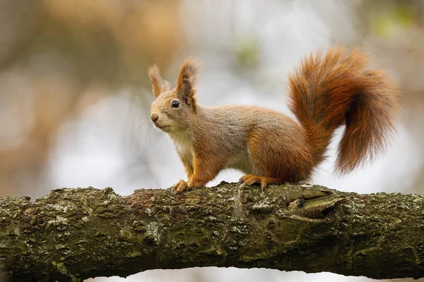 Cute red squirrel sitting on branch in autumn nature. — Stock Photo, Image