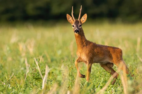 Dominant reeën hert bok staande op stoppelveld in de zomer natuur. — Stockfoto