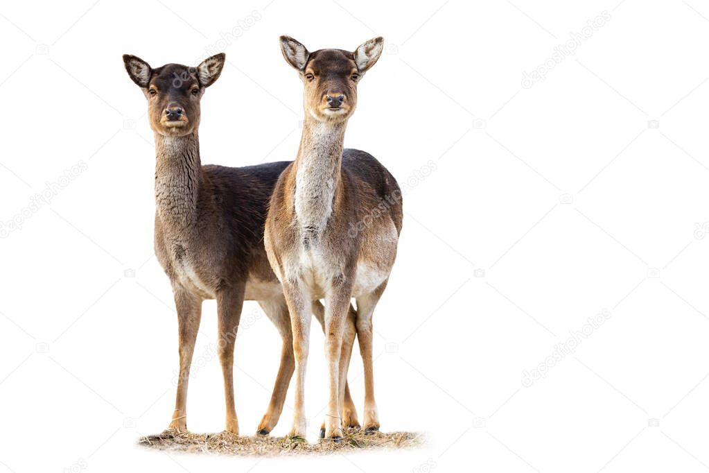 Two fallow deer does standing on grass isolated on white background.