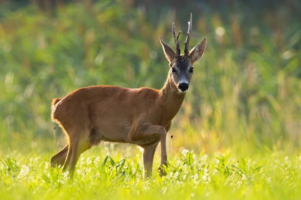 Impressive roe deer buck walking on meadow in summer sun. — Stock Photo, Image