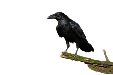 Curious common raven facing camera isolated on white background clipart