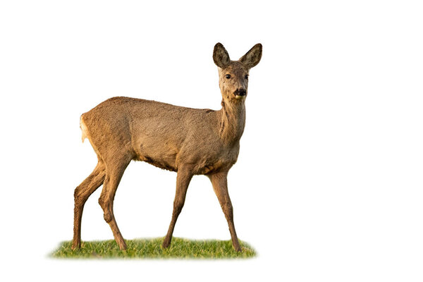 Roe deer doe standing in grass isolated on white background.