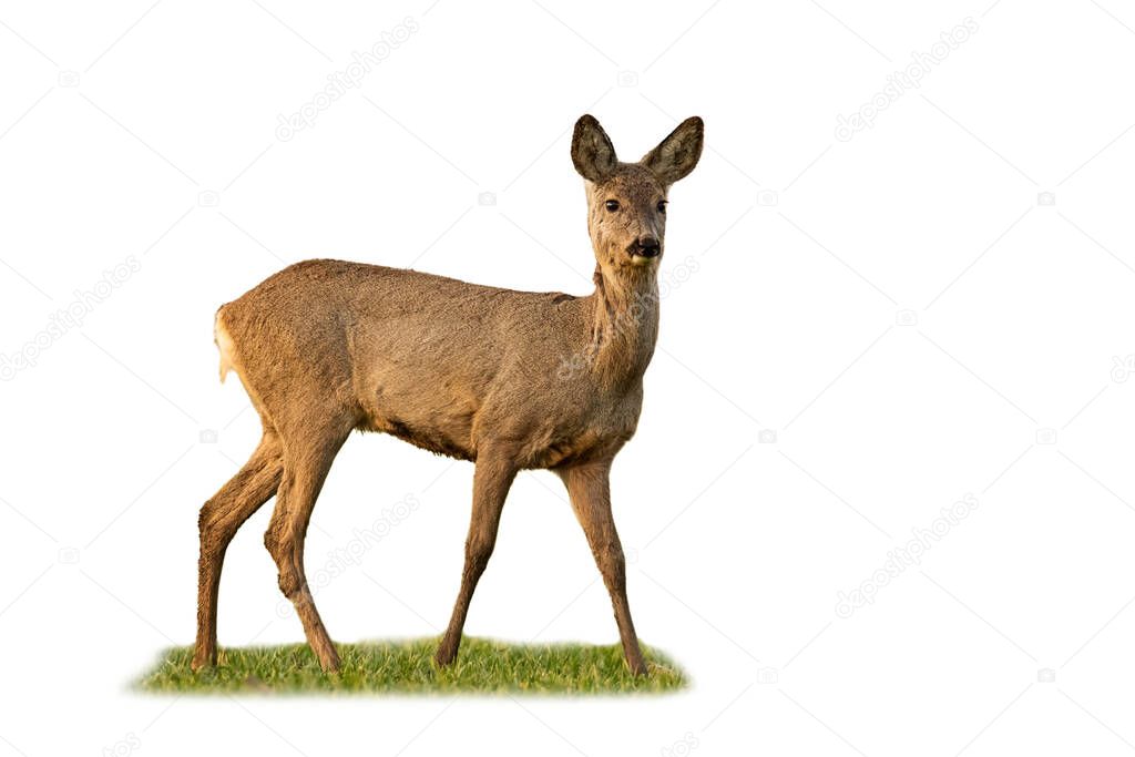 Roe deer doe standing in grass isolated on white background.