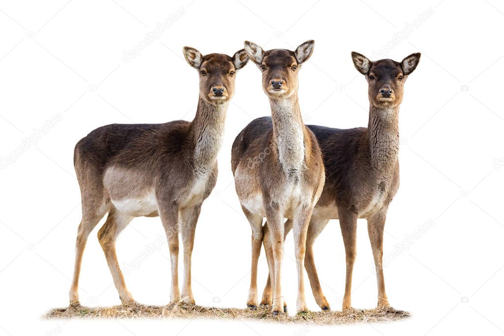 Three fallow deer does standing on grass isolated on white background.