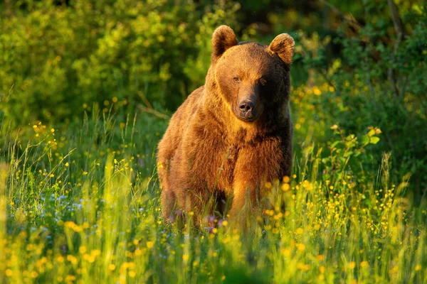 Majestoso urso marrom andando no prado no verão ao pôr do sol . — Fotografia de Stock