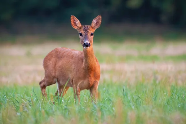 Roe cervo corça de pé no campo no verão natureza ao pôr do sol . — Fotografia de Stock