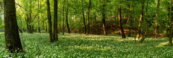 Ajo silvestre, allium ursinum, creciendo entre los árboles. —  Fotos de Stock