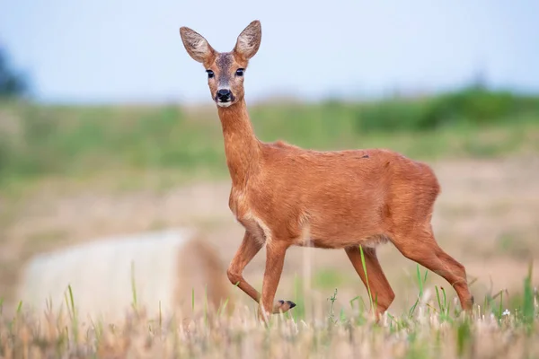 Capriolo cervo in piedi sul campo di fieno nella natura estiva. — Foto Stock