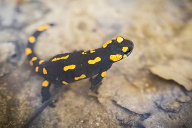 Baharda suda oturan tehlikeli ateş semenderi..