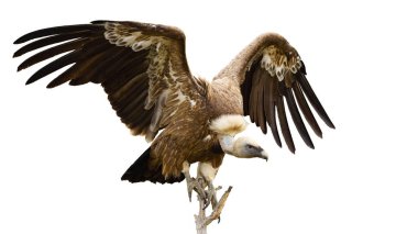 Griffon akbabası beyaz arka planda izole edilmiş bir dalın üzerine iniyor.