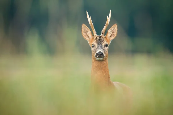 Curioso caprioso capriolo buck guardando sul prato nella natura estiva. — Foto Stock