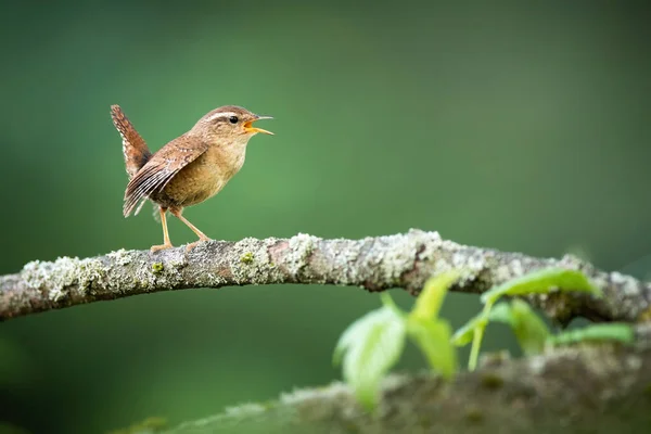 Eurazjatycki wren śpiewa na kasie w wiosennej naturze. — Zdjęcie stockowe