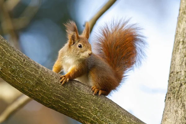 Curious red squirrel sitting on tree in autumn nature. — Stock Photo, Image