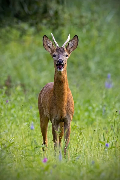 Roe veado buck latindo no prado na natureza verão . — Fotografia de Stock