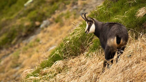 Tatra chamois standing on mountainside in summer nature. — Stock Photo, Image