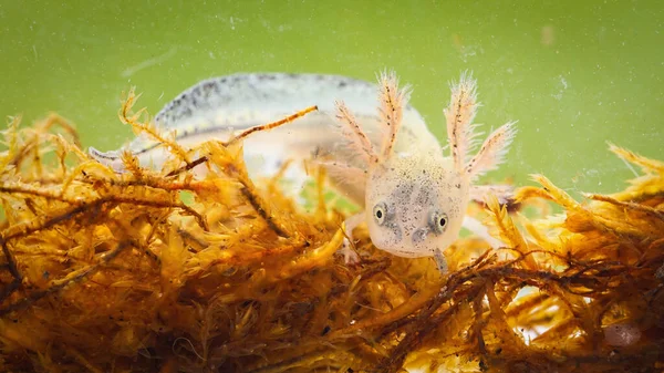 Larva de tritón crestada del Danubio nadando en el pantano de cerca. —  Fotos de Stock