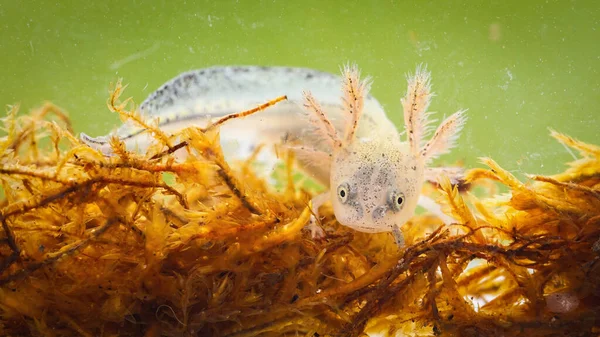 Donau-Kammmolch-Larve schwimmt aus nächster Nähe im Sumpf. — Stockfoto