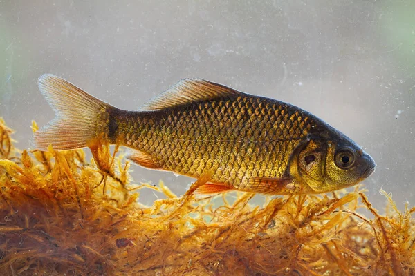 Lebende junge Karauschen tauchen in Flusswasser unter der Oberfläche. — Stockfoto