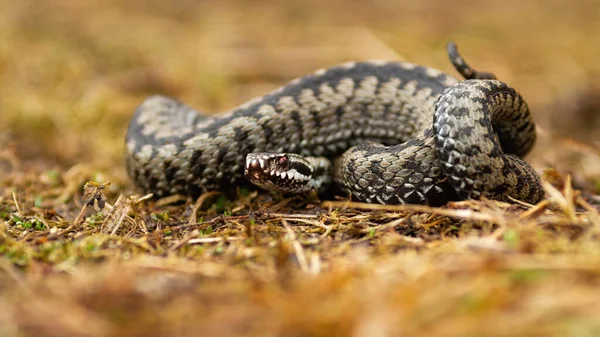 Giftige Kreuzotter liegt im Herbst auf dem Boden. — Stockfoto