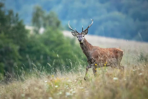 Young red deer walking on field in autumn mist. — Stock Photo, Image