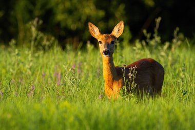 Roe geyiği yazın çiçek tarlasında duruyor..