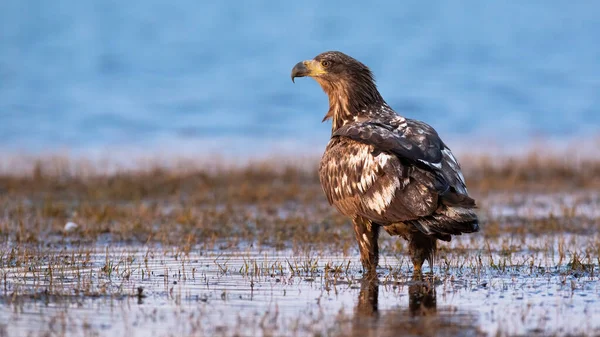 Jonge zeearend met witte staart die van achteren op het water staat. — Stockfoto