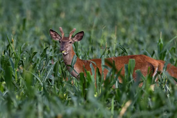 Young red deer standing in corn field in summertime nature. — Stock Photo, Image