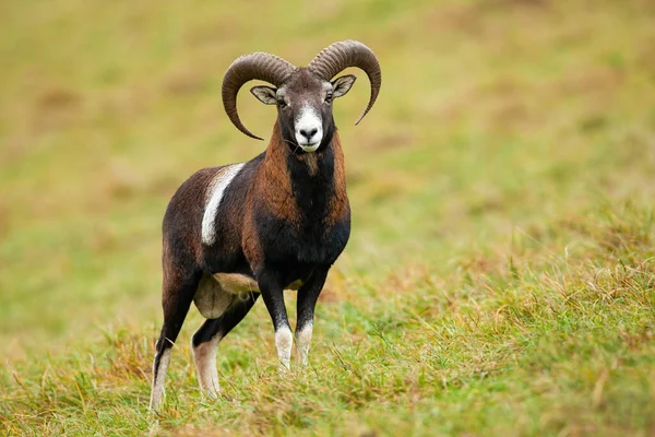 Lugn mussla bagge stående på äng i höst natur. — Stockfoto