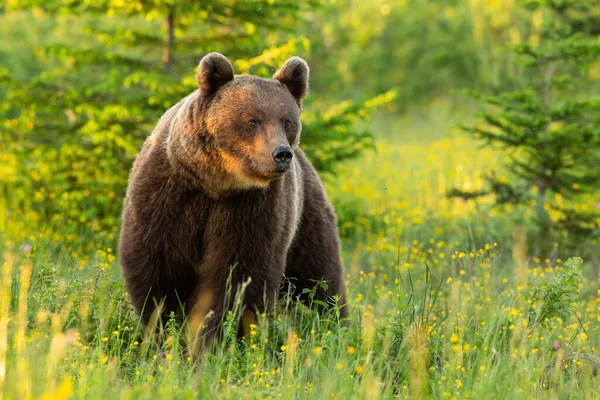 Majestuoso oso oso pardo de pie en el prado en verano naturaleza. — Foto de Stock