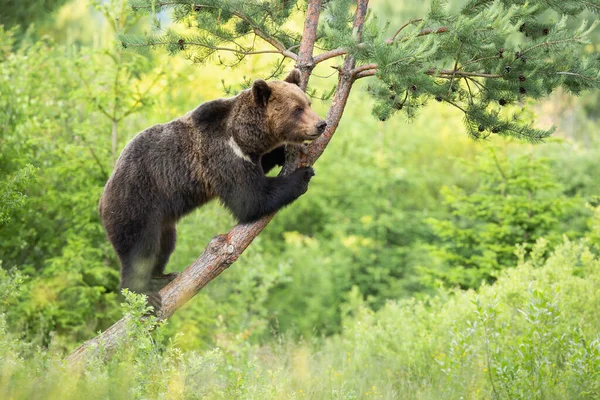 Magnífico urso marrom em pé na árvore na floresta. — Fotografia de Stock