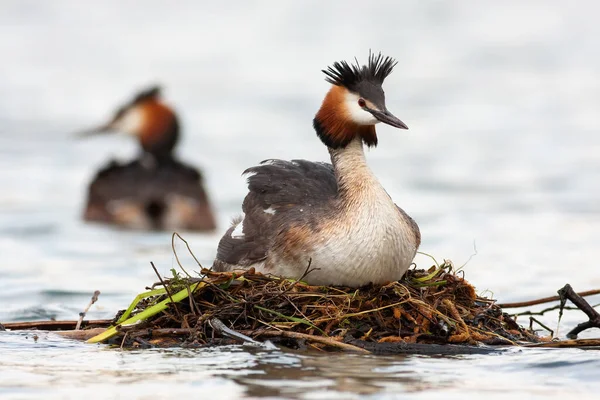 Great crested grebe floating on water in springtime. — Stock Photo, Image