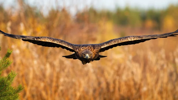 Prächtiger Steinadler fliegt im Herbst über das Feld. — Stockfoto