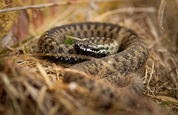 Toxic common viper lying on the ground in autumn. — Stock Photo, Image