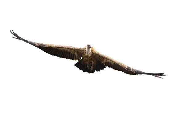 Buitre leonado volando con alas desplegadas aisladas sobre fondo blanco —  Fotos de Stock