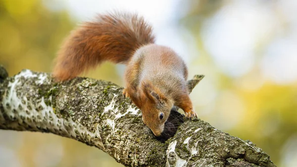 Interested red squirrel sniffing on branch in autumn. — Stock Photo, Image