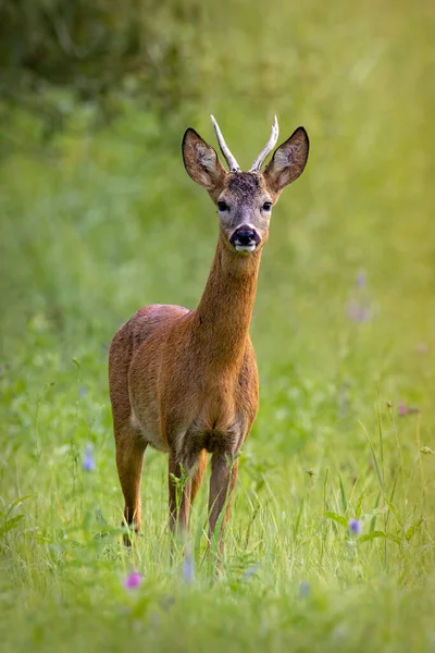 Rådjursbock står på äng på sommaren natur. — Stockfoto