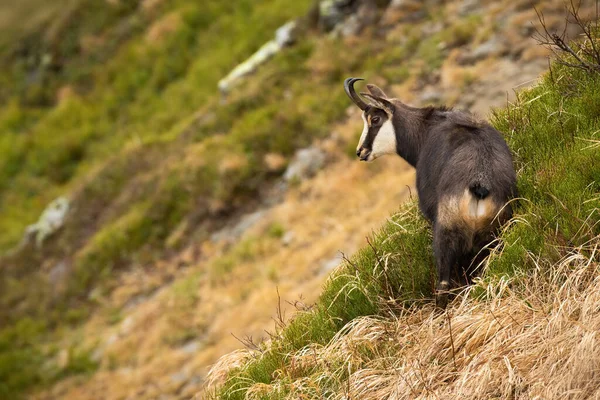Tatra chamois ยืนอยู่บนภูเขาในธรรมชาติฤดูใบไม้ร่วง . — ภาพถ่ายสต็อก