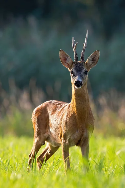 Vitala rådjur rådjur bock står på ängen på sommaren framifrån — Stockfoto