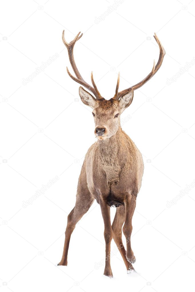 Majestic red deer stag approaching isolated on white background.