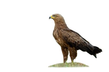 Görkemli benekli kartal beyaz arka planda tek başına çimlerin üzerinde duruyor..