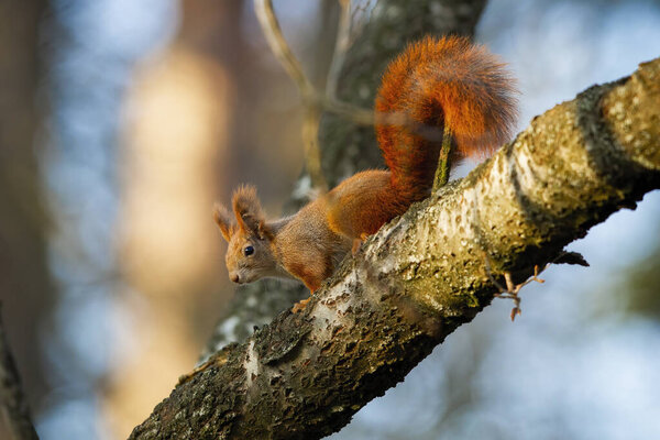 Curious red squirrel sitting on branch in autumn nature.