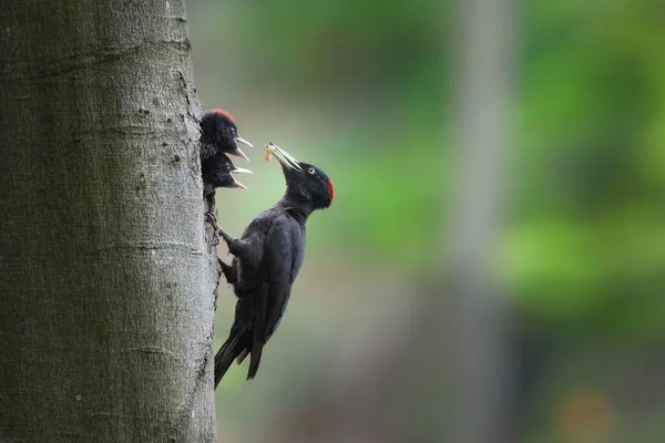 Černý datel matka krmení kuřata na hnízdo ve stromě. — Stock fotografie