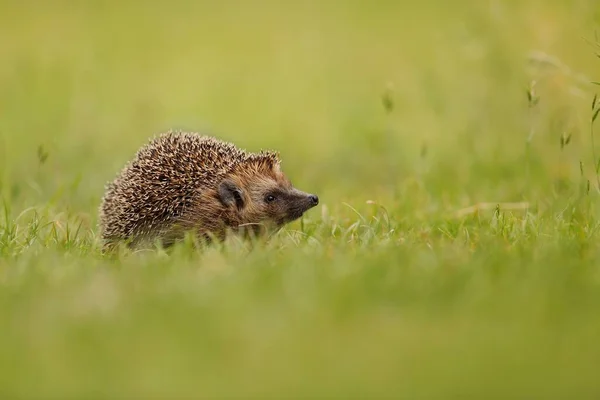 Northern white-breasted hedgehog sniffing on meadow with copy space. — Stock Photo, Image