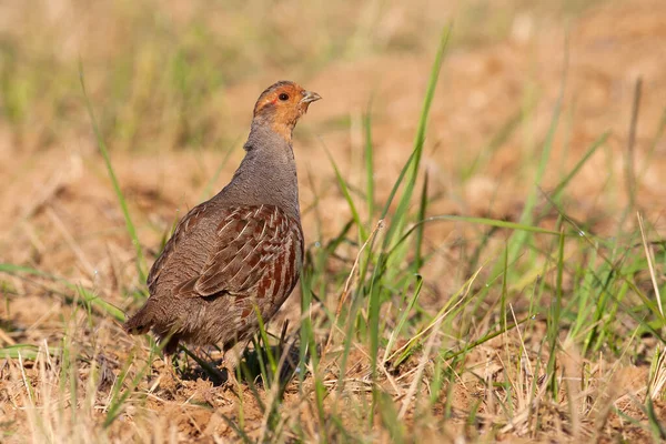 Little grey partridge standing on field in summer. — Stock Photo, Image